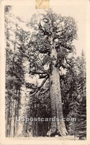 Real Photo, Mariposa Grove Rd - Yosemite National Park, California CA  