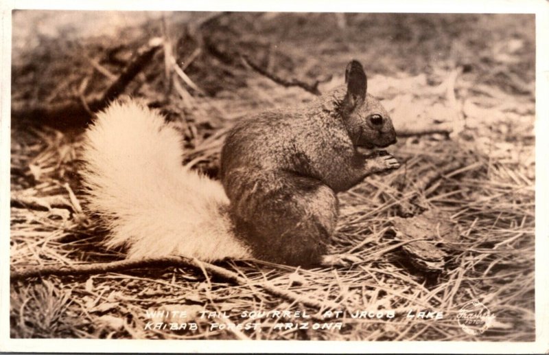 Squirrels White Tail Squirrel Kaibab National Forest Arizona 1933 Real Photo