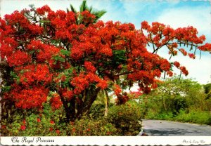 Bahamas Beautiful Royal Poinciana Tree In Full Bloom