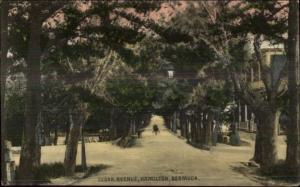 Hamilton Bermuda Cedar Ave c1910 Postcard