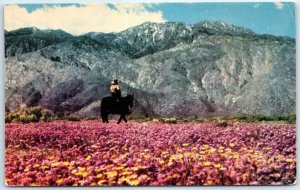 Postcard - Verbenas And Desert Daisies - California