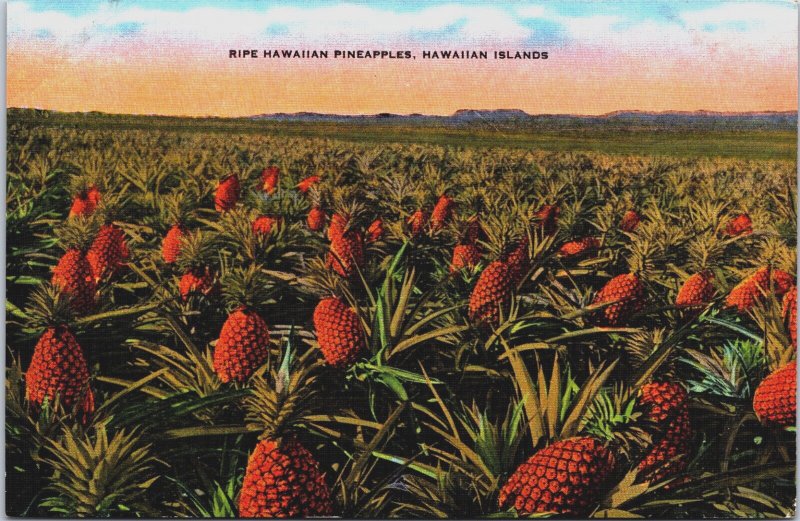 Hawaii Ripe Hawaiian Pineapples Hawaiian Islands Vintage Postcard C178