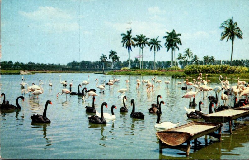 Florida Tropical Birds In Hialeah Near Miami 1956
