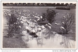 Flamingos Nesting At Hialeah Park Miami Florida Real Photo