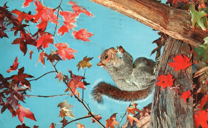 Vintage Postcard 1959 Squirrel Animal Color By Denavey Colourpicture Pub.