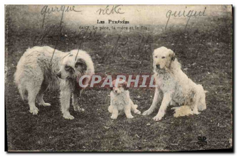 Postcard Old Dogs Dog Pyrenees The father mother and son