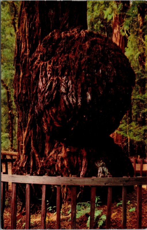 Vtg Giant Burl Henry Cowell Redwood State Park Santa Cruz California CA Postcard