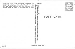 Cheetahs the Rare Hunting Leopards Africa-USA Boca Raton Florida