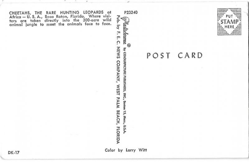 Cheetahs the Rare Hunting Leopards Africa-USA Boca Raton Florida