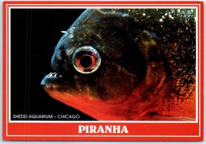 Postcard - A Toothy Piranha, John G. Shedd Aquarium - Chicago, Illinois