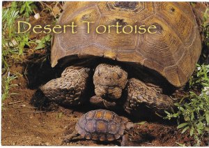Adult and Baby Desert Tortoise Their Numbers are Diminishing 4 by 6