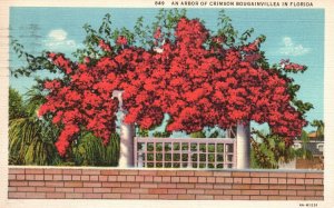 Vintage Postcard 1936 An Arbor Of Crimson Bougainvillea Florida FL Pub Asheville