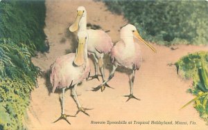 Miami Florida Roseate Spoonbills at Tropical Hobblyland Linen Postcard Unused