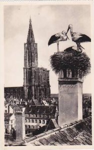 France Strasbourg Les Cigognes Storks Photo