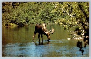 Moose In A Quiet Bay, Somewhere Canada, Vintage 1960s Chrome Postcard