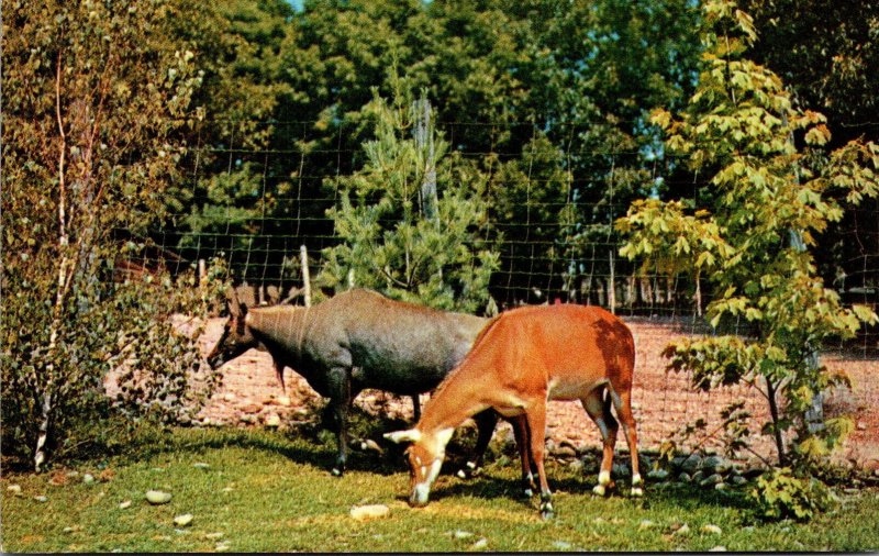 New York Catskill Game Farm Blue Buck Or Nilghai Antelope Of India