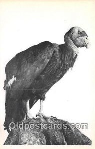 Los Angeles County Museum of Natural History, USA CA Condor Unused 