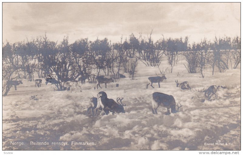 RP: Beitende rensdyr. Finmarken , Norway , 1900-10s