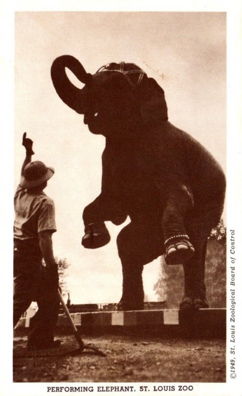 Misouri St Louis Zoo Performing Elephant