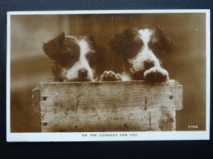 Greetings ON THE LOOKOUT FOR YOU - TERRIER Dog Breed c1930s RP Postcard