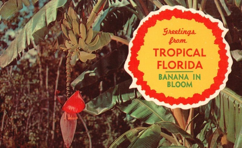 Vintage Postcard Greetings From Tropical Florida Banana In Bloom Banana Tree