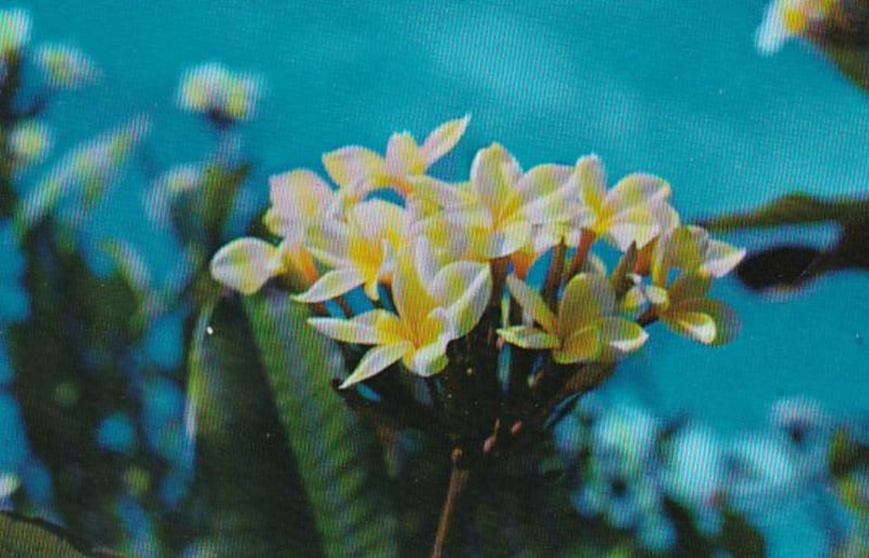 Frangi-Pani Tropical Flower Greetings From St Croix Virgin Islands