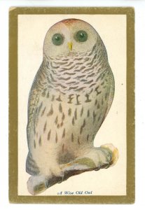 Birds - Wise Old Owl