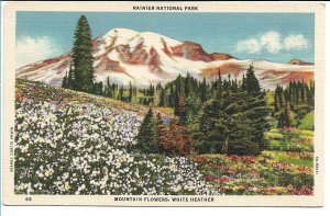 Rainier National Park, WA - Mountain Flowers, White Heather