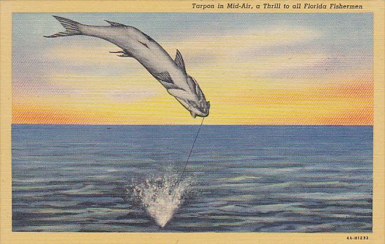 Tarpon In Mid Air A Thrill To All Florida Fishermen Curteich