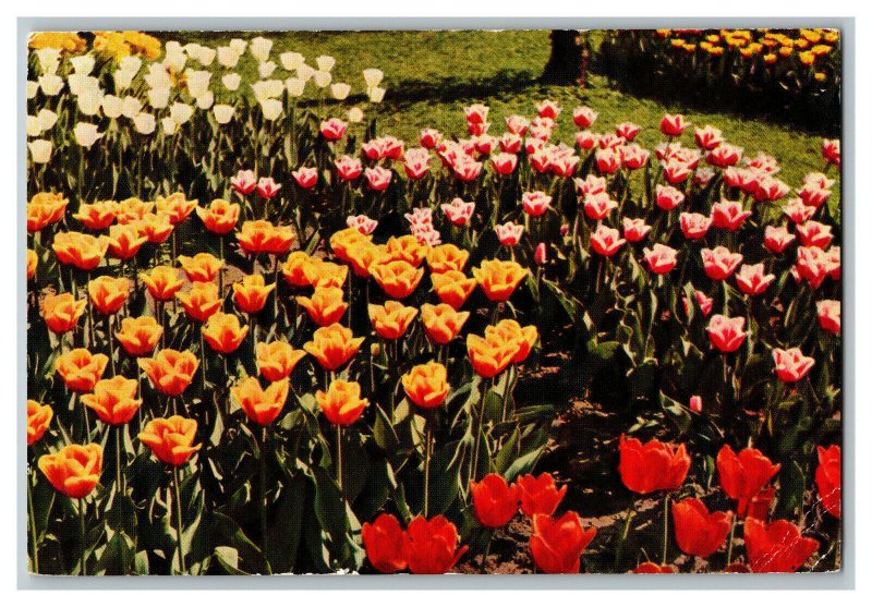 Bed of Tulips Amsterdam Holland Vintage Postcard Continental View Card 