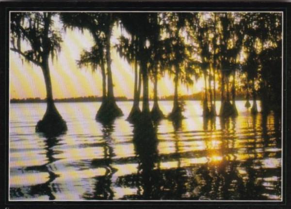 Florida Beautiful Sunset Scene Over Cypress Trees