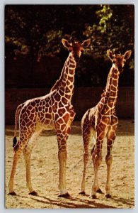 Animal~Illinois~Young Giraffes @ Brookfield Zoo~Curteichcolor~Vintage Postcard