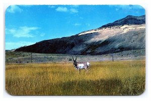 Buck Antelope Swiftest Creature Of The Plains Postcard
