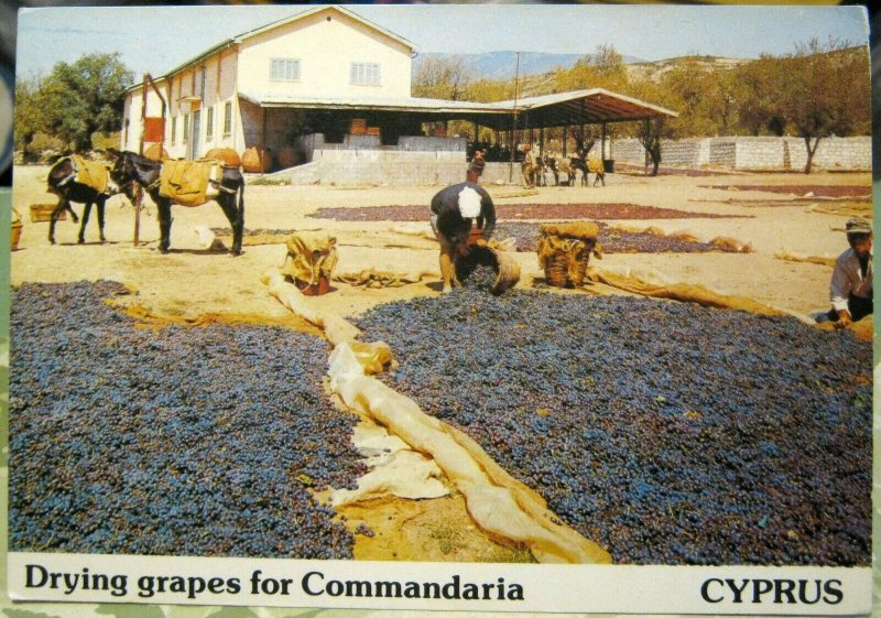 Cyprus Drying grapes for Commandaria - unposted