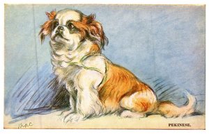 Dog , Pekinese