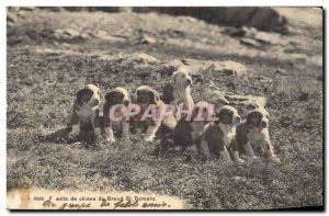 Old Postcard Dogs Dog Dogs Family Great St Bernard