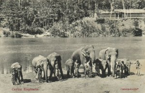 PC CPA CEYLON - SRI LANKA, CEYLON ELEPHANTS, VINTAGE POSTCARD (b14777)