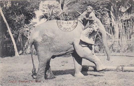 Elephants At Work Ceylon Sri Lanka 1907