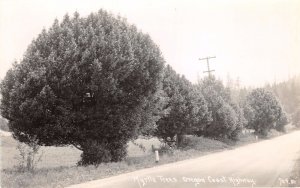 COLUMBIA RIVER HWY OREGON~MYRTLE TREES~PATERSON #709 REAL PHOTO POSTCARD