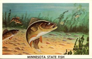 Minnesota State Fish The Walleye