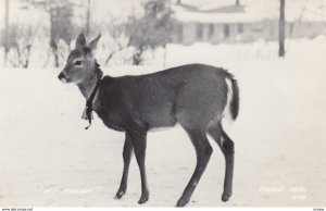 RP: Deer , CABLE , Wisconsin , 30-40s