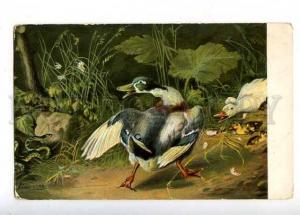 182584 SNAKE HUNT Duck Duckling by SCHEUERER Vintage PC