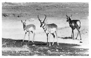 RPPC, Eastman Studios  ANTELOPE FAMILY & HERD~Aerial View  *TWO* Photo Postcards