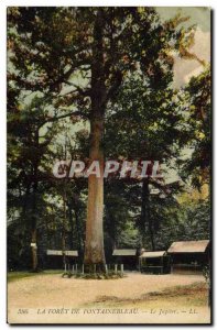 Old Postcard Tree Forest of Fontainebleau The Jupiter