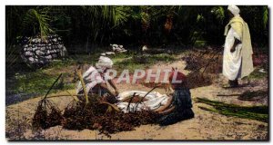 Morocco Old Postcard The Harvest of dates