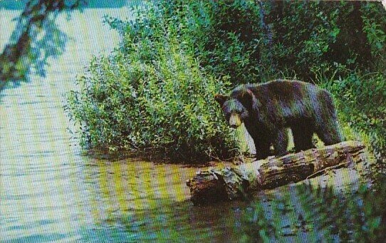 Black Bear Yearling Cub