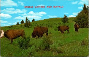 Kansas Cattalo Buffalo Hereford Clup Elsea Ranch KS Barber County VTG Postcard 