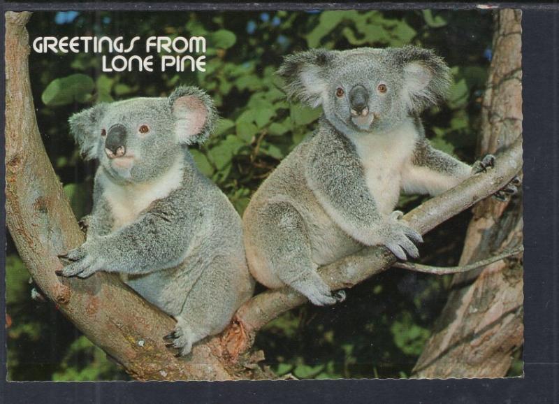 Greetings From Lone Pine,Australia Koalas BIN