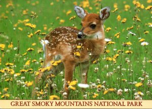 Tennessee Great Smoky Mountains Young Deer