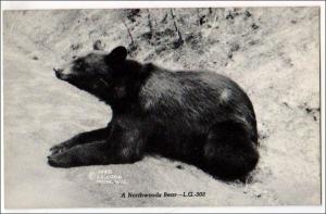 Northwoods Bear